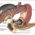 Рецепты для лечения поджелудочной железы