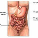 Как улучшить работу желудочного и кишечного тракта