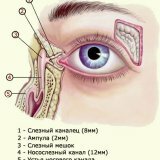 Заболевания слезных органов у человека