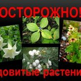 Опасные растения для жизни человека