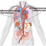 Как правильно очистить лимфу